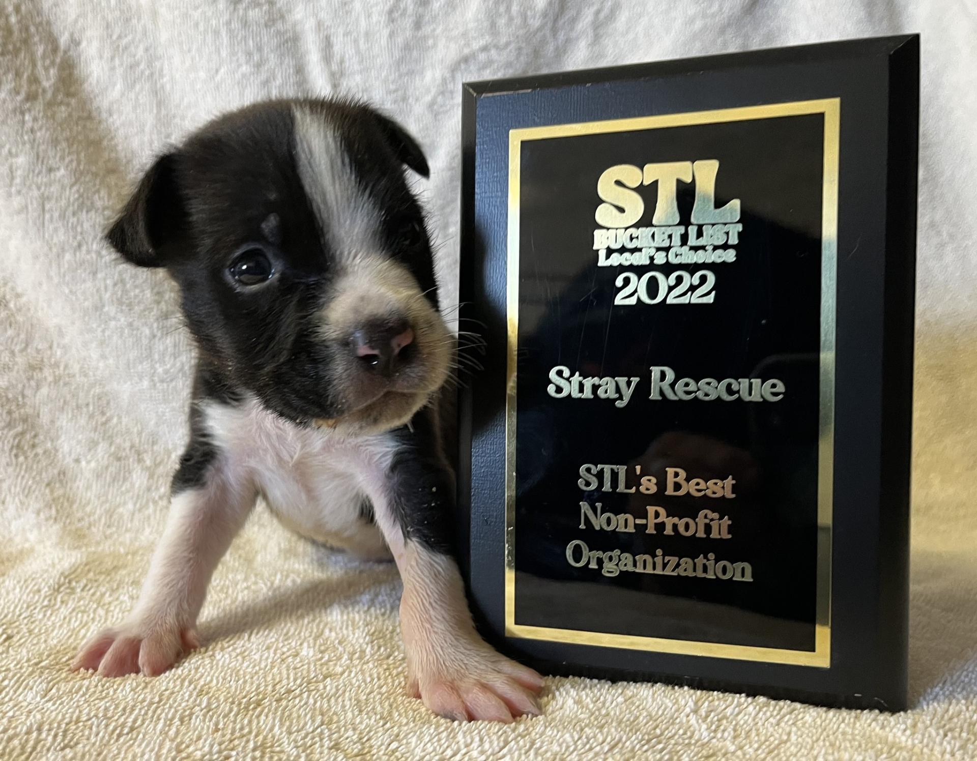 TITAN Women In Business and Leadership Awards Winner - Cassady Caldwell, CEO of Stray Rescue of St. Louis gallery